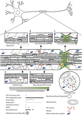 Crowd Control: Effects of Physical Crowding on Cargo Movement in Healthy and Diseased Neurons